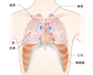 解剖図サンプル1